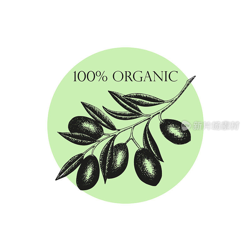 Hand drawn olives arrangement, concept or with olive branch and fruits for Italian, Greek cuisine design or extra virgin oil food or cosmetic product packaging wrapper. Vector illustration